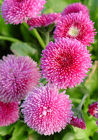 Bellis perennis 'Pomponette Rose'