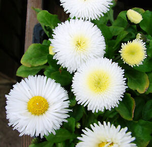 Bellis perennis 'Pomponette White'