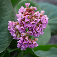 Bergenia cordifolia