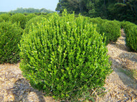 Boxwood