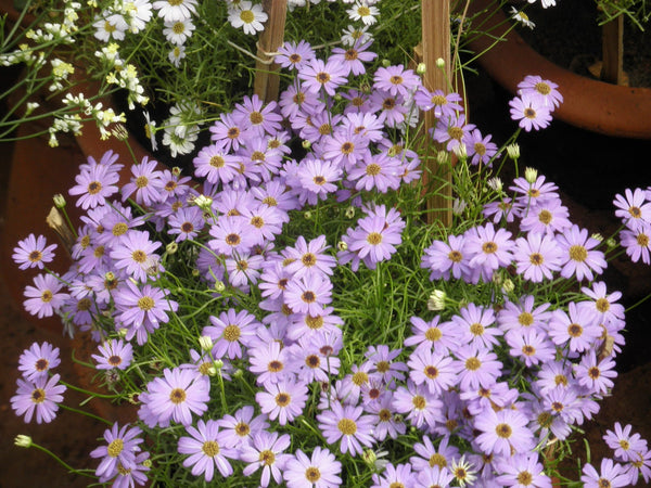 Brachycome Swan River Daisy