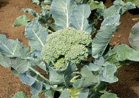 Broccoli