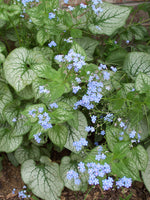 Brunnera macrophylla 'Jack Frost'