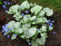 Brunnera macrophylla 'Looking Glass'