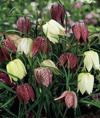 Bulb Checkered Lily