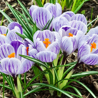 Bulb Crocus