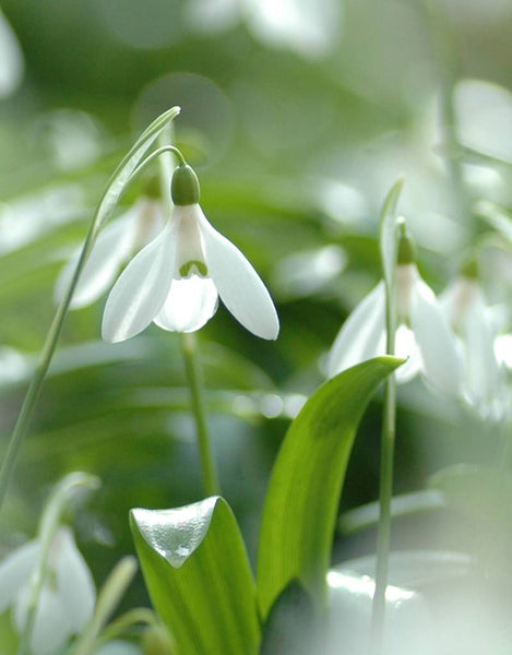 Bulb Galanthus Snowdrops