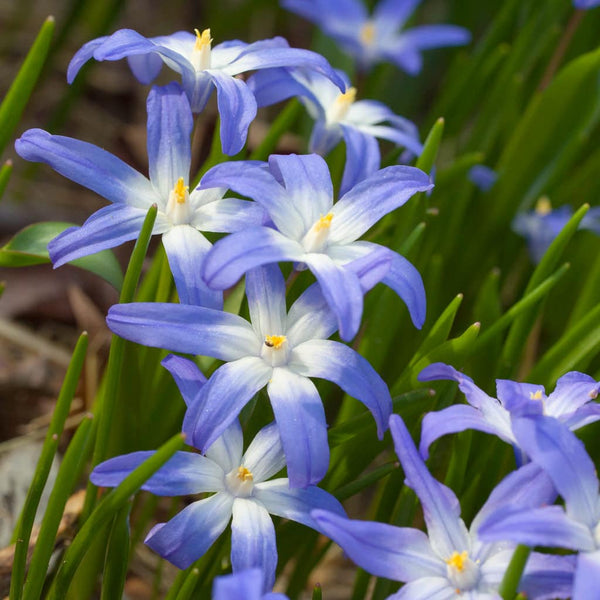 Bulb Glory of the Snow