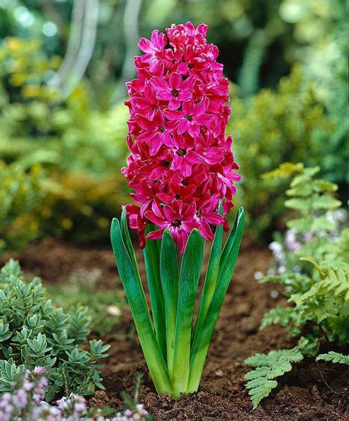 Bulb Hyacinth