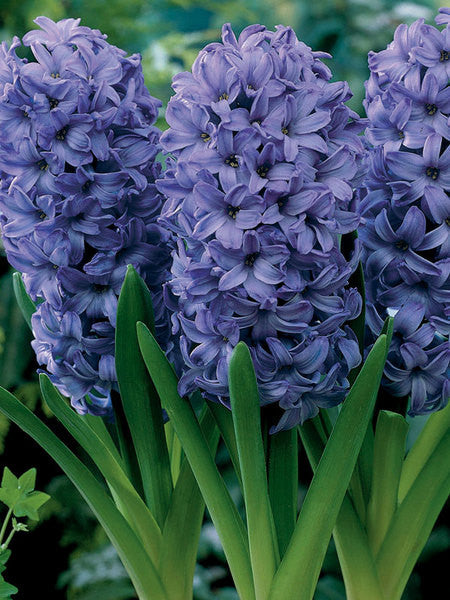 Bulb Hyacinths