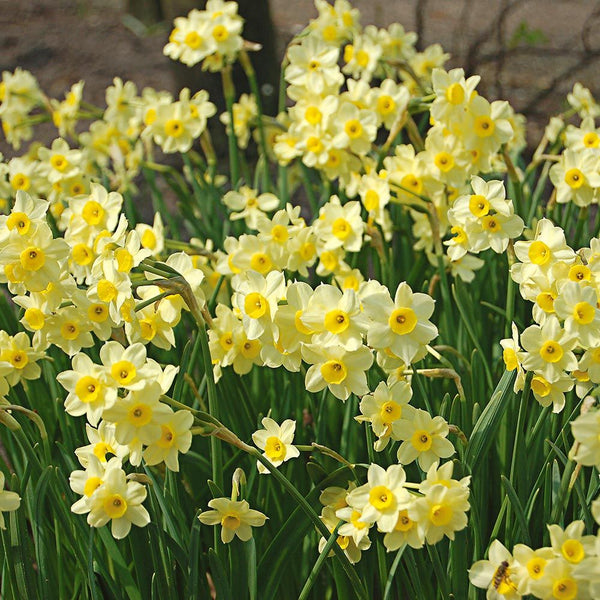 Bulb Mini Daffodils Specialty