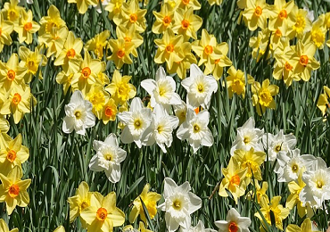 Bulb Mini Daffodils