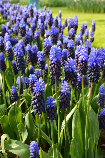 Bulb Muscari - Grape Hyacinth