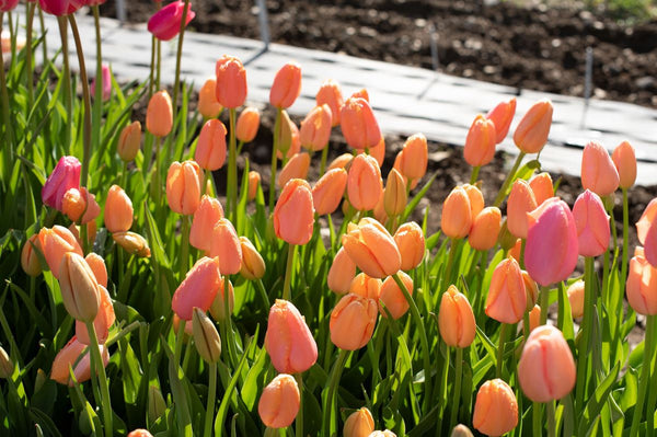 Bulb Tulips