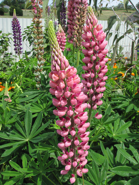 Lupines Pink'