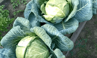 Cabbage