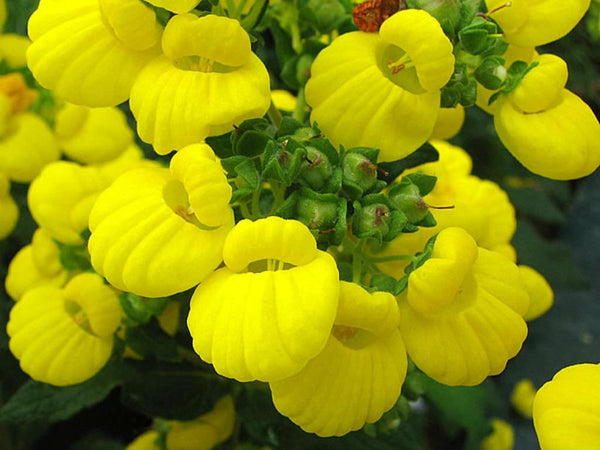 Calceolaria