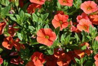 Calibrachoa Cabaret