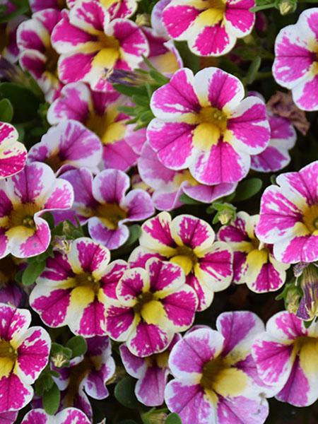 Calibrachoa Candy Shop