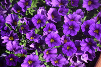 Calibrachoa Purple