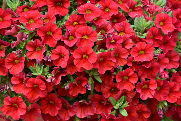 Calibrachoa Red