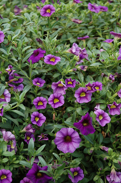 Calibrachoa Violet