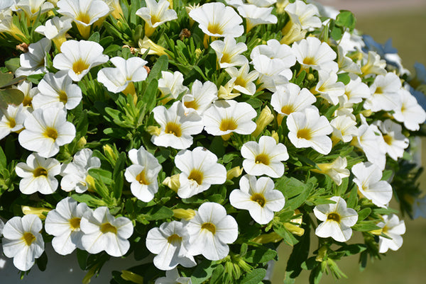 Calibrachoa White