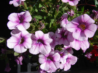 Calibrachoa