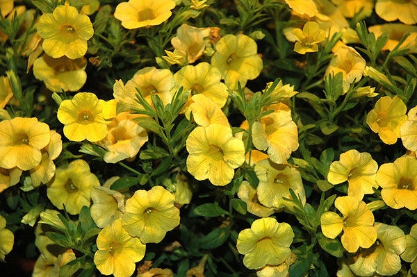 Calibrachoa Yellow