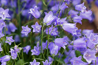 Campanula 'Bavaria Blue'