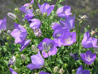 Campanula carp. 'Blue Clips'