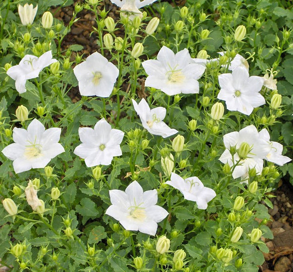 Campanula carp. 'White Clips'