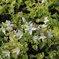 Campanula posch. 'E. H. Frost'