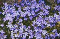 Campanula poscharskyana (Serbian)