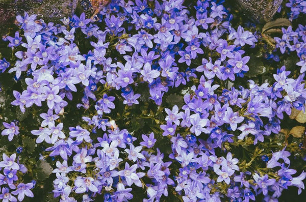 Campanula poscharskyana (Serbian)