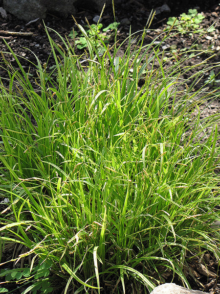 Carex 'Kaga Nishiki'