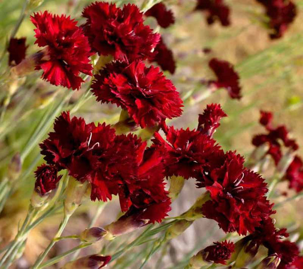 Carnation 'King of Black'