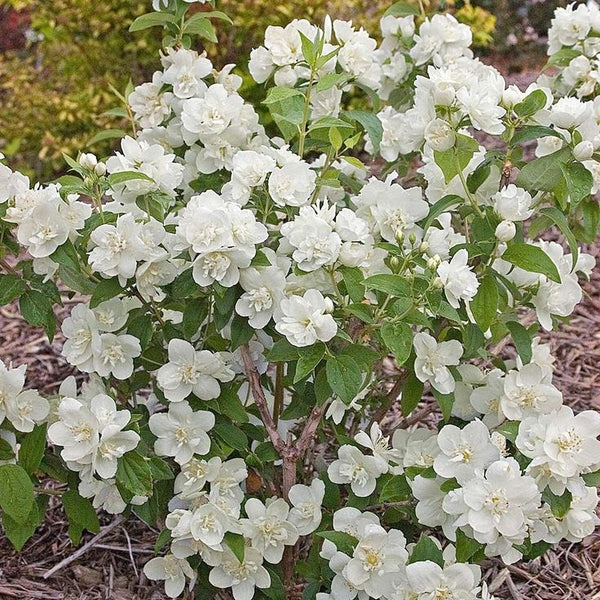 Carnation 'Snow White'