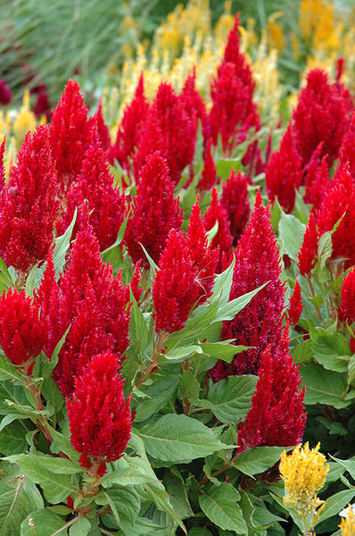 Celosia