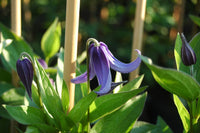 Clematis Integrifolia 'Olgae' (NEW)