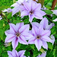 Clematis Vancouver™ ‘Deb Dhal’ (NEW)