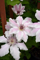 Clematis Vancouver ™ 'Mystic Gem' (NEW)