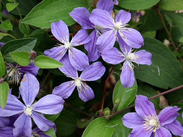 Clematis 'Arabella' (NEW)