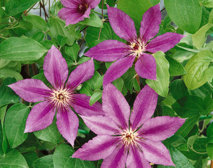 Clematis 'Barbara Dibley' (NEW)