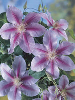 Clematis 'Bees Jubilee' (NEW)