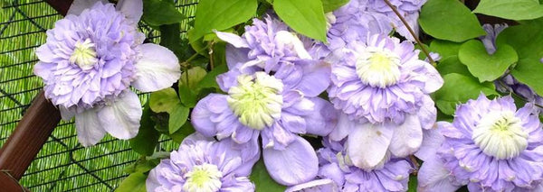 Clematis 'Blue Light' (NEW)