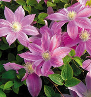 Clematis 'C.W Dowman' (NEW)