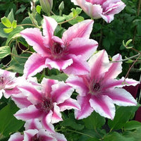 Clematis 'Carnaby' (NEW)