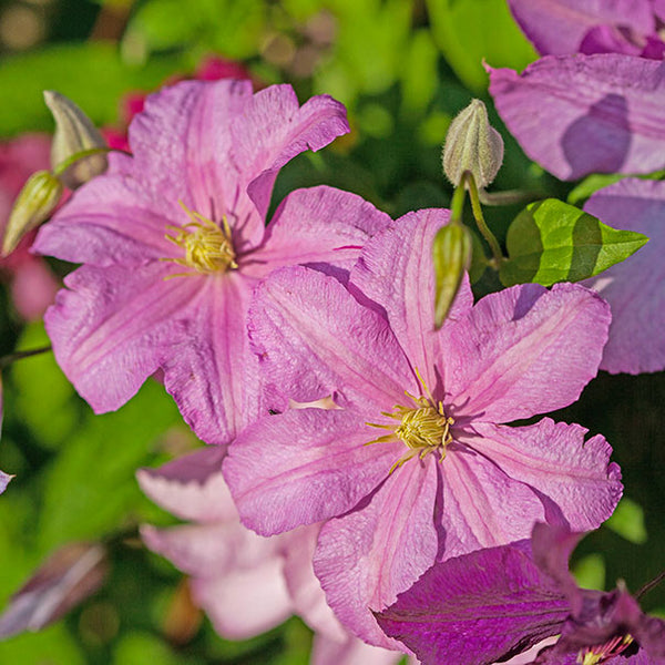 Clematis 'Comtesse De Bouchard' (NEW)