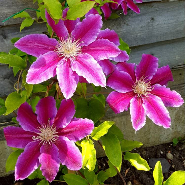 Clematis 'Dr. Ruppel' (NEW)